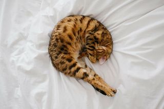 米色、黑色、猫、躺着的、白色、seet、小猫、宠物