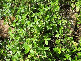 阔叶百里香，宽叶百里香，百里香，柠檬百里香，植物，植物学，草本