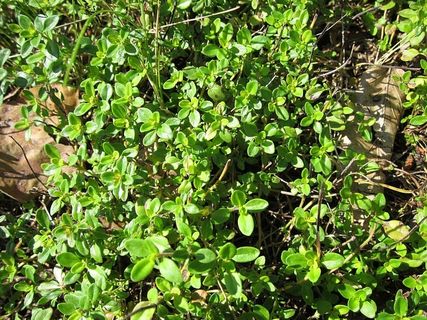 阔叶百里香,宽叶百里香,百里香,柠檬百里香,植物,植物学,草本 阔叶百里香,宽叶百里香,百里香,柠檬百里香,植物,植物学,草本