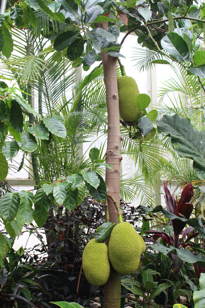 榴莲、菠萝蜜、树木、植物园、新西兰、奥克兰、绿色、自然
