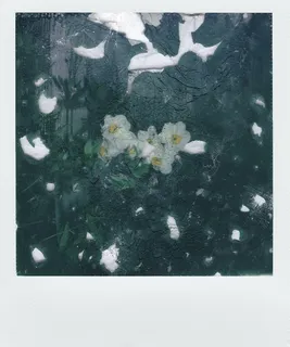 白花瓣画