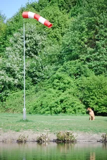 风袜，风向标，风向，风，户外，水，自然，植物