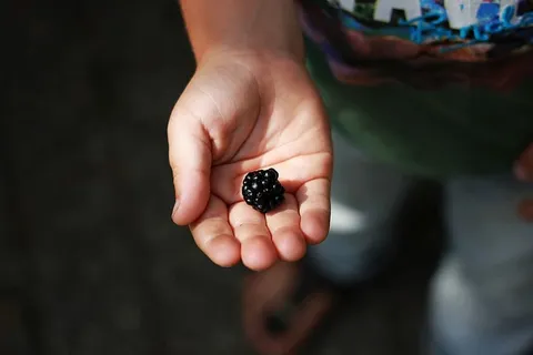 黑覆盆子水果,手指,人,人,手,配件,配件,戒指 黑覆盆子水果,手指,人,人,手,配件,配件,戒指