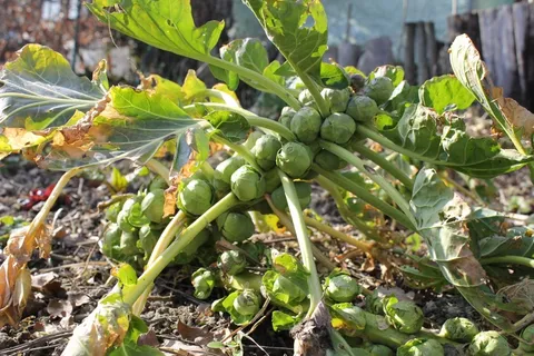 抱子甘蓝、苗床、蔬菜、关闭、春天、阳光、宏、花园 抱子甘蓝、苗床、蔬菜、关闭、春天、阳光、宏、花园