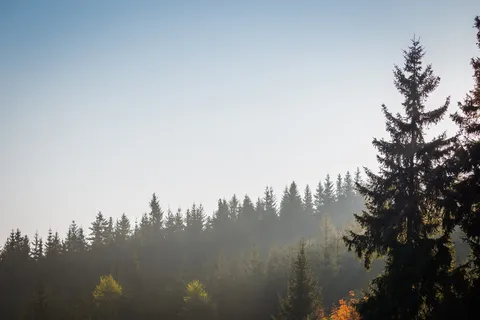 雾、云、树、森林、灯光、景观、矿石山、树木 雾、云、树、森林、灯光、景观、矿石山、树木