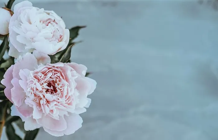 特写照片，粉色，花瓣花朵，花朵，花瓣，花朵，自然，花束