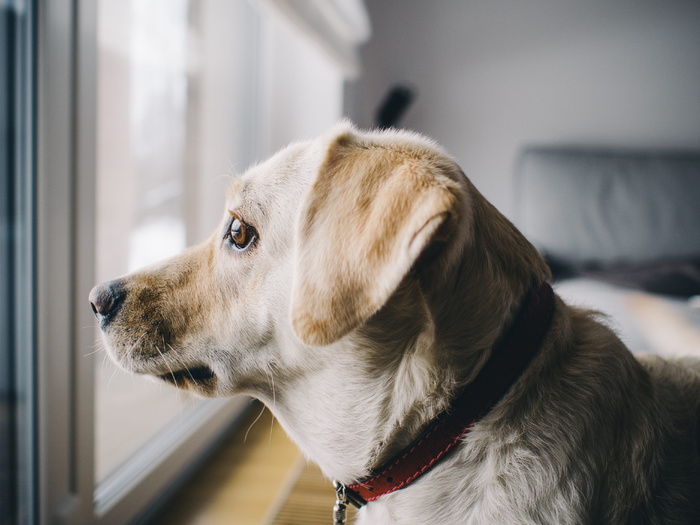 面向房间窗户的黄色拉布拉多猎犬