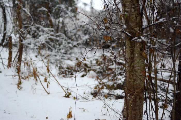 雪，冬天，寒冷，十二月，沉闷，白色，树，树