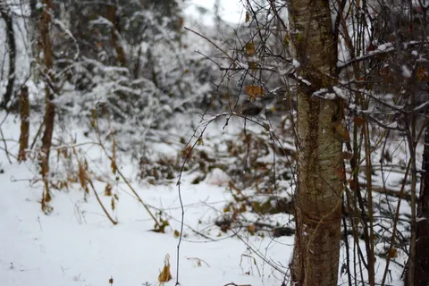 雪,冬天,寒冷,十二月,沉闷,白色,树,树 雪,冬天,寒冷,十二月,沉闷,白色,树,树
