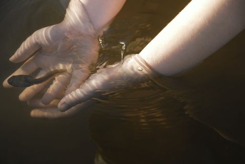 人，触摸，黑，蟾蜍，身体，水，黑蟾蜍，水体