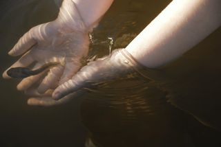 人，触摸，黑，蟾蜍，身体，水，黑蟾蜍，水体