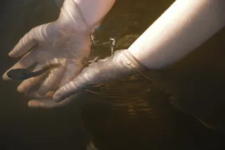 人，触摸，黑，蟾蜍，身体，水，黑蟾蜍，水体