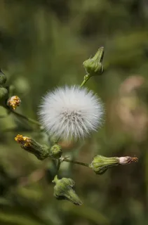希腊, alimos, 帕尼山, 微距摄影, 花, 植物, 春天, 自然之美 希腊, alimos, 帕尼山, 微距摄影, 花, 植物, 春天, 自然之美