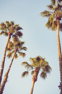 无，更多，提交，棕榈树，热带气候，树，天空，植物