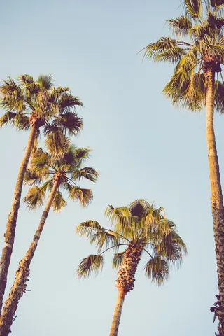 无，更多，提交，棕榈树，热带气候，树，天空，植物