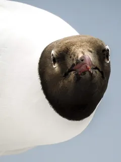 黑头鸥，海鸥，鸟，自然，动物，一种动物，动物主题，哺乳动物