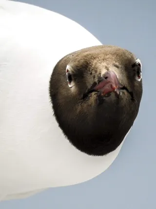 黑头鸥，海鸥，鸟，自然，动物，一种动物，动物主题，哺乳动物