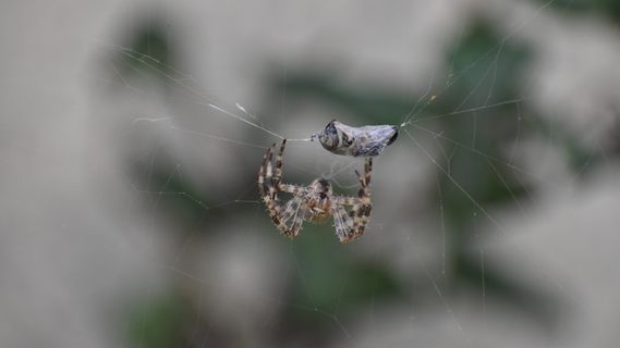 蜘蛛，蜜蜂，网，昆虫，捕获，花园，宏观，蜘蛛网