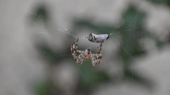 蜘蛛,蜜蜂,网,昆虫,捕获,花园,宏观,蜘蛛网 蜘蛛,蜜蜂,网,昆虫,捕获,花园,宏观,蜘蛛网