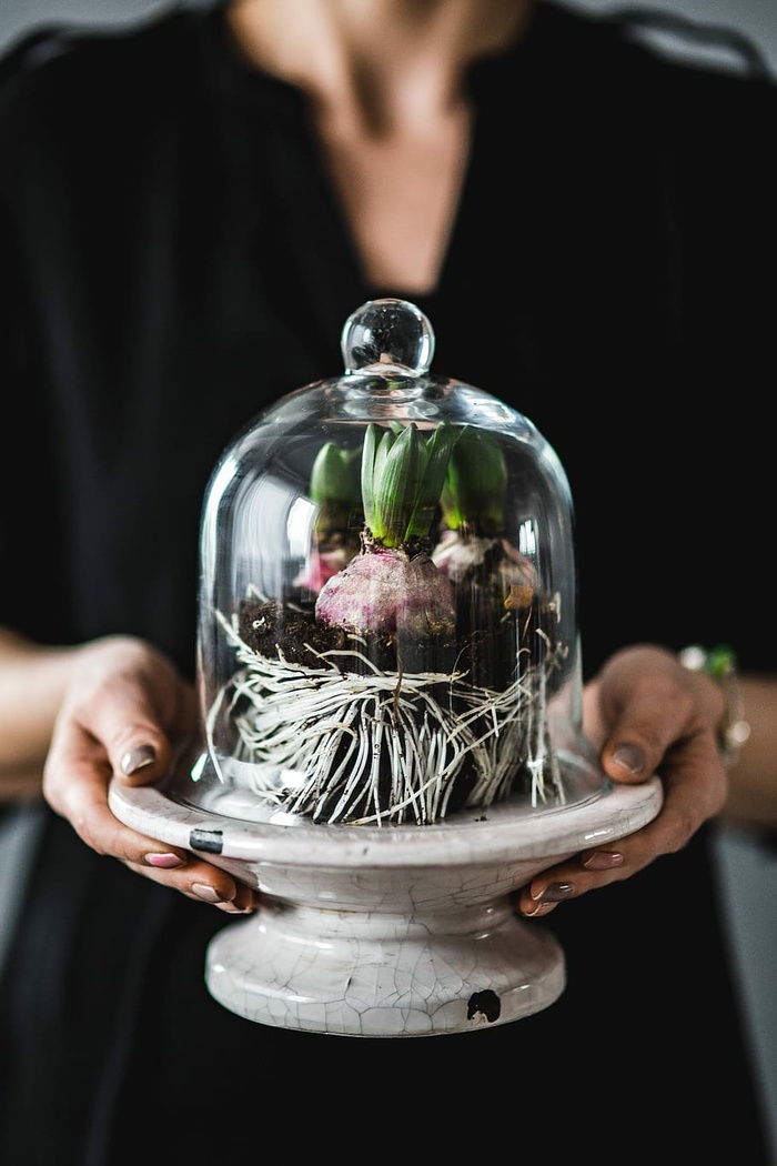 绿色盆栽植物特写