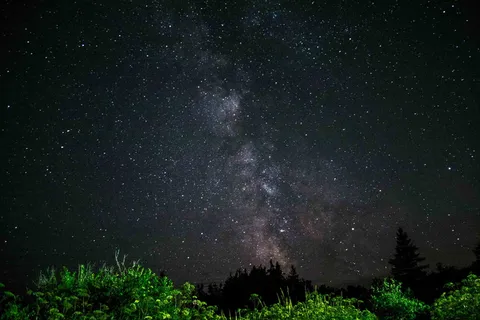 星夜下的绿树 星夜下的绿树