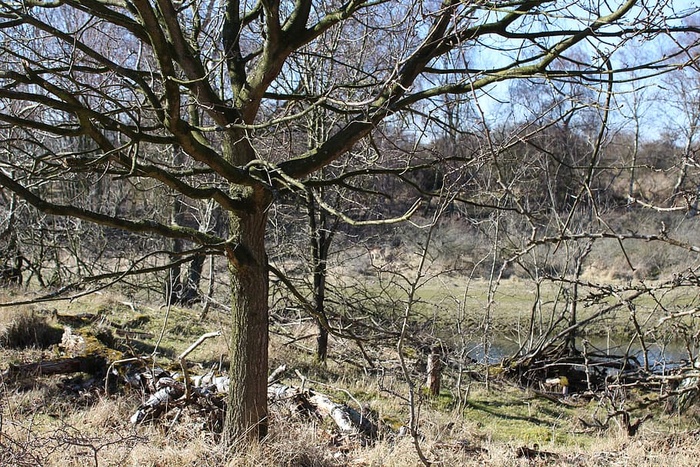树，光秃秃的树，植物，土地，宁静，树枝，自然，没有人