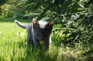 短毛小猫