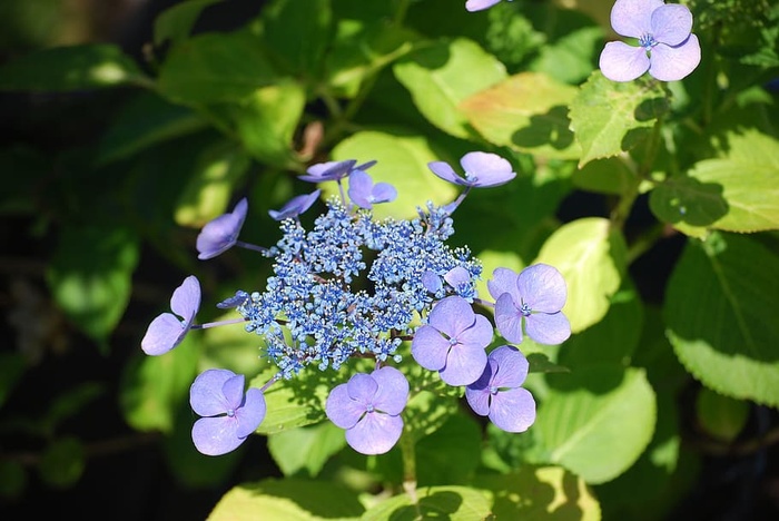 绣球花，花园，花朵，花朵，花朵，自然，蓝色，紫色