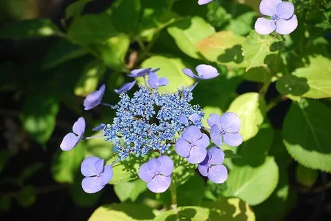 绣球花,花园,花朵,花朵,花朵,自然,蓝色,紫色 绣球花,花园,花朵,花朵,花朵,自然,蓝色,紫色