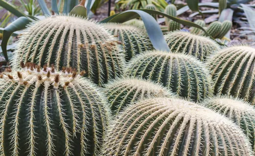 仙人掌，自然，花朵，沙漠，仙人掌，温室，绿色植物，绿色