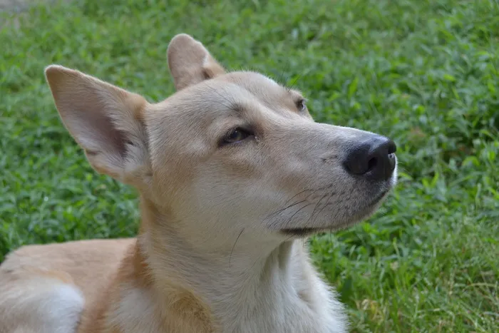 婊子，宠物，宠物，忠诚，朋友，格雷斯，皮卡迪，一只动物