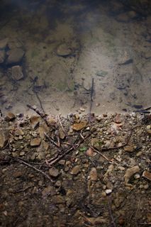 #海岸、水、沙、湖、壁纸、植物部分、树叶、大自然