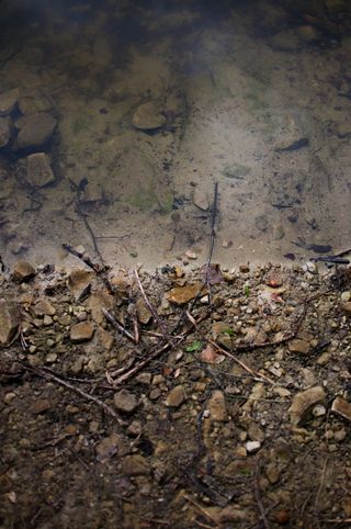 #海岸、水、沙、湖、壁纸、植物部分、树叶、大自然