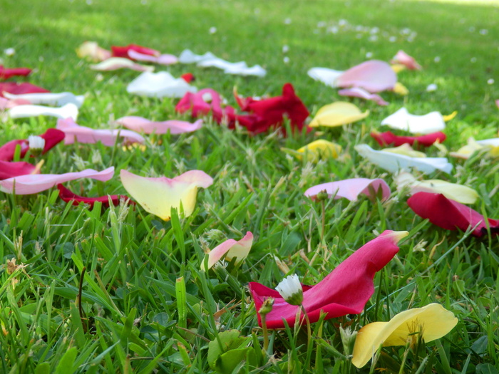 玫瑰，花瓣，草，春天，夏天，花，花朵，红色