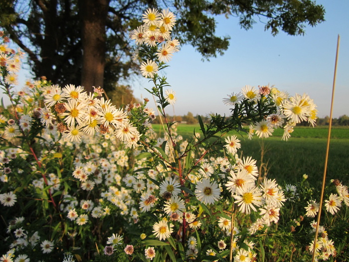灯盏花、一年生灯盏花、雏菊灯盏花、东方雏菊灯盏花、野花、植物学、物种、植物区系