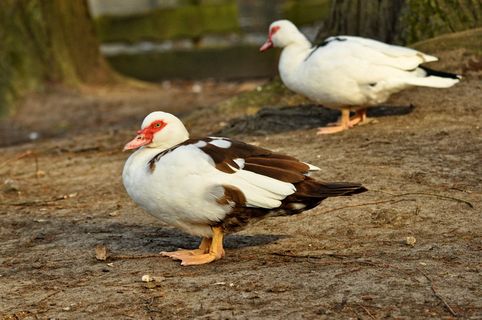 番鸭，鸭子，动物，鸟，水鸟，水鸟，家鸭，家养
