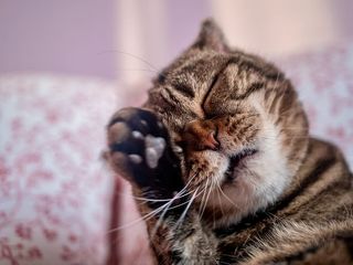 猫，宠物，哺乳动物，动物，小猫，男士，头发，毯子