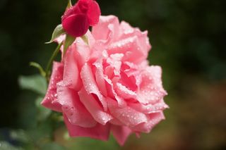 花, 自然, 植物, 叶子, 花园, 散景, 玫瑰, 露水