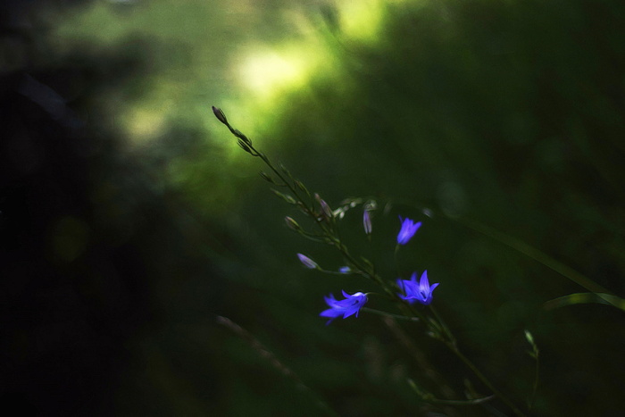 风铃花，艺术，自然，夏天，植物，叶子，草，花