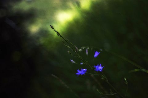 风铃花，艺术，自然，夏天，植物，叶子，草，花