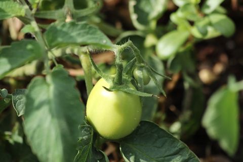 番茄、花园、菜园、绿色、为什么、绿色、食品和饮料、叶子