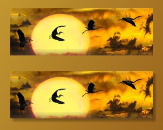 羊群，鸟，飞行，自然，太阳，云，动物，鸟