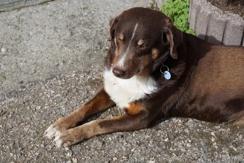 狗，棕色，动物，宠物，没有面包，kira，白色，跟随