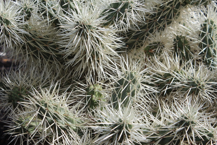 仙人掌，皮刺，仙人掌，植物，皮刺，绿色，锋利，多汁