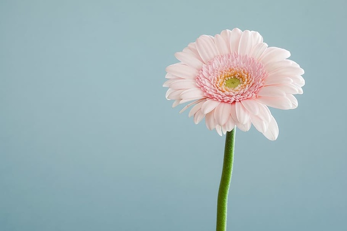 花，自然，花，茎，茎，粉色，康乃馨，花瓣