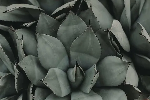 绿叶植物,叶子,绿色,植物,花园,树林,森林,没有人 绿叶植物,叶子,绿色,植物,花园,树林,森林,没有人
