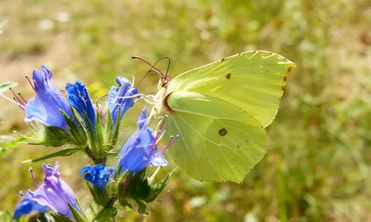 自然,花,蝴蝶日,植物,昆虫,蝴蝶,latollistek硫蝴蝶,在法院 自然,花,蝴蝶日,植物,昆虫,蝴蝶,latollistek硫蝴蝶,在法院