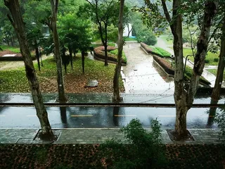 路，雨，新鲜，风景，树，植物，水，生长