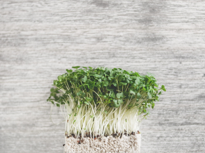 绿叶植物照片