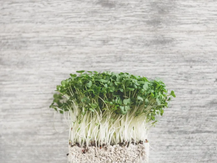 绿叶植物照片